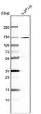 SEC24 Homolog A, COPII Coat Complex Component antibody, NBP2-58626, Novus Biologicals, Western Blot image 