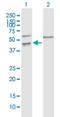 Leucine Rich Repeat Protein 1 antibody, H00122769-B02P, Novus Biologicals, Western Blot image 