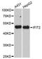 ISG-54 K antibody, LS-C748789, Lifespan Biosciences, Western Blot image 