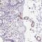 Biotinidase antibody, PA5-62581, Invitrogen Antibodies, Immunohistochemistry paraffin image 