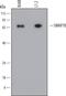 Switching B Cell Complex Subunit SWAP70 antibody, MAB6735, R&D Systems, Western Blot image 