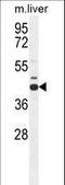 SAHH antibody, LS-C156170, Lifespan Biosciences, Western Blot image 