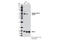 Glycogen Synthase Kinase 3 Alpha antibody, 8452S, Cell Signaling Technology, Western Blot image 
