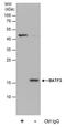 Basic Leucine Zipper ATF-Like Transcription Factor 3 antibody, PA5-78526, Invitrogen Antibodies, Immunoprecipitation image 