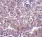 CD180 Molecule antibody, NBP1-76706, Novus Biologicals, Immunohistochemistry paraffin image 