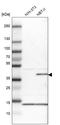 Serpin Family B Member 5 antibody, HPA019025, Atlas Antibodies, Western Blot image 