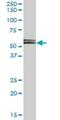 Ribosomal L1 Domain Containing 1 antibody, H00026156-B01P, Novus Biologicals, Western Blot image 