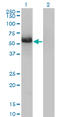 GIT ArfGAP 2 antibody, LS-B7870, Lifespan Biosciences, Western Blot image 