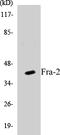 FOS Like 2, AP-1 Transcription Factor Subunit antibody, EKC1225, Boster Biological Technology, Western Blot image 