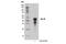 Spi-B Transcription Factor antibody, 14337S, Cell Signaling Technology, Western Blot image 
