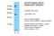 Eosinophil Peroxidase antibody, NBP1-58010, Novus Biologicals, Western Blot image 