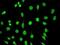 KH RNA Binding Domain Containing, Signal Transduction Associated 1 antibody, ab109197, Abcam, Immunocytochemistry image 