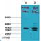 Potassium Two Pore Domain Channel Subfamily K Member 9 antibody, LS-C813635, Lifespan Biosciences, Western Blot image 