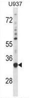 Sorting Nexin 15 antibody, AP53972PU-N, Origene, Western Blot image 