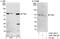 TGF-Beta Activated Kinase 1 (MAP3K7) Binding Protein 1 antibody, A302-166A, Bethyl Labs, Western Blot image 