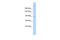 Shroom Family Member 2 antibody, 25-241, ProSci, Western Blot image 