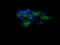 Mitogen-Activated Protein Kinase Kinase 1 antibody, LS-C174635, Lifespan Biosciences, Immunofluorescence image 