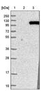 Myeloid Zinc Finger 1 antibody, PA5-51630, Invitrogen Antibodies, Western Blot image 