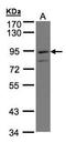 CD315 antibody, LS-B13230, Lifespan Biosciences, Western Blot image 