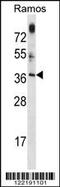 Mitochondrial Ribosome Associated GTPase 1 antibody, 58-641, ProSci, Western Blot image 