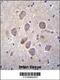 Protocadherin Alpha 8 antibody, 56-182, ProSci, Immunohistochemistry frozen image 