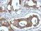 Fibulin 7 antibody, GTX123324, GeneTex, Immunohistochemistry paraffin image 