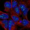 ATPase H+ Transporting V1 Subunit F antibody, PA5-61806, Invitrogen Antibodies, Immunofluorescence image 