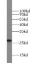 Egl-9 Family Hypoxia Inducible Factor 3 antibody, FNab06377, FineTest, Western Blot image 