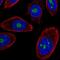 DExD-Box Helicase 50 antibody, NBP2-58135, Novus Biologicals, Immunofluorescence image 