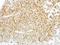 F4/80 antibody, LS-C185444, Lifespan Biosciences, Immunohistochemistry frozen image 