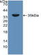 RELB Proto-Oncogene, NF-KB Subunit antibody, LS-C297012, Lifespan Biosciences, Western Blot image 