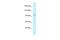 Intraflagellar Transport 88 antibody, PA5-69977, Invitrogen Antibodies, Western Blot image 