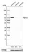 TLE Family Member 3, Transcriptional Corepressor antibody, MA5-24657, Invitrogen Antibodies, Western Blot image 