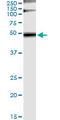 Growth Factor Receptor Bound Protein 7 antibody, LS-C197346, Lifespan Biosciences, Immunoprecipitation image 