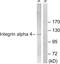 CD49D antibody, LS-C117967, Lifespan Biosciences, Western Blot image 