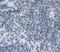 mAR-1 antibody, OACD00838, Aviva Systems Biology, Immunohistochemistry frozen image 