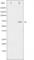 Protein Kinase C Zeta antibody, abx011396, Abbexa, Western Blot image 