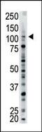 Ubiquitin Specific Peptidase 15 antibody, PA5-12017, Invitrogen Antibodies, Western Blot image 