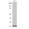 Translocase Of Outer Mitochondrial Membrane 20 antibody, LS-C386458, Lifespan Biosciences, Western Blot image 