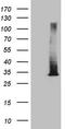 RAB3A, Member RAS Oncogene Family antibody, LS-C794947, Lifespan Biosciences, Western Blot image 