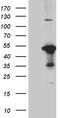 VH3 antibody, LS-C792637, Lifespan Biosciences, Western Blot image 