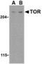 TOR antibody, MBS150441, MyBioSource, Western Blot image 