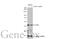 POU Class 5 Homeobox 1 antibody, GTX627423, GeneTex, Western Blot image 
