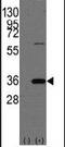 Prohibitin 2 antibody, PA5-14130, Invitrogen Antibodies, Western Blot image 