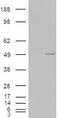 Casein Kinase 1 Epsilon antibody, MBS420422, MyBioSource, Western Blot image 