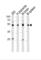 Histone H4 Transcription Factor antibody, abx026924, Abbexa, Western Blot image 