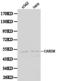 Caspase recruitment domain-containing protein 8 antibody, LS-C192244, Lifespan Biosciences, Western Blot image 