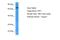 RTF1 Homolog, Paf1/RNA Polymerase II Complex Component antibody, A05784, Boster Biological Technology, Western Blot image 