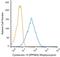 Keratin 14 antibody, NBP2-34403APC, Novus Biologicals, Flow Cytometry image 