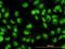 DExH-Box Helicase 9 antibody, orb94634, Biorbyt, Immunocytochemistry image 